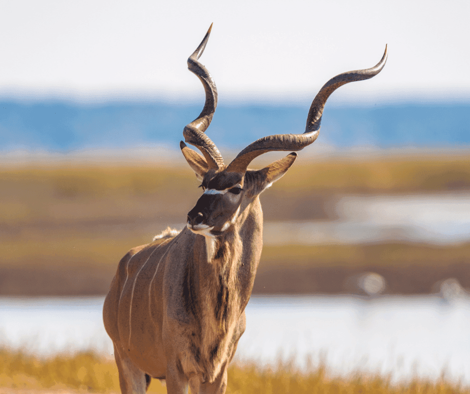 Sjofar Middel - product image