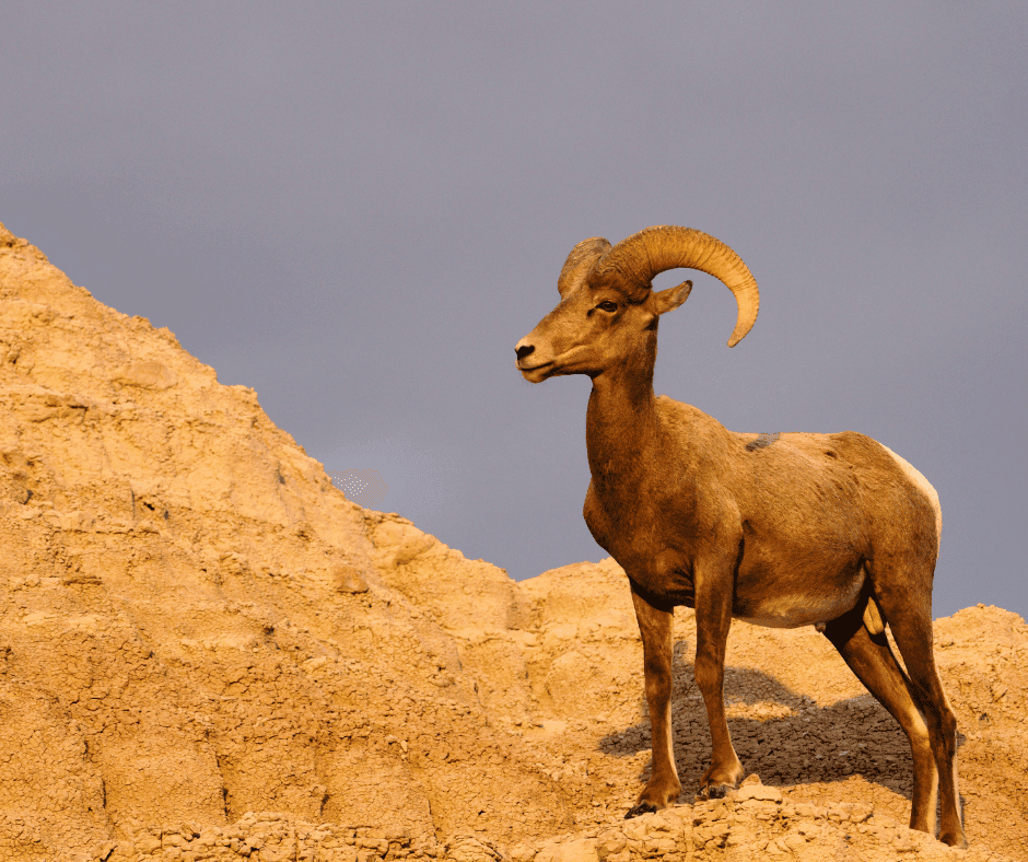 Sjofar Ramshoorn - product image